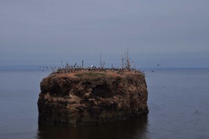 Vogelinsel
