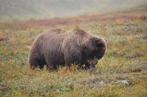 Grizzly 1