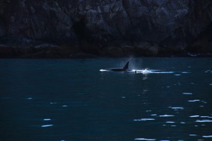 Orcas 1