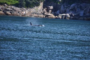 Orcas 4
