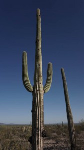 0055 Saguaro