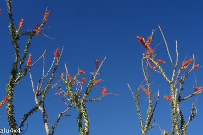 021-kaktus