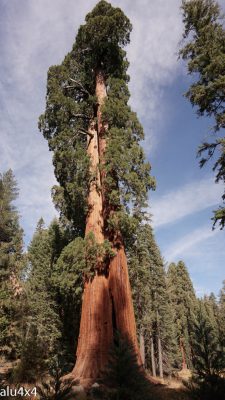056-sequoia