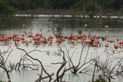 028 Flamingos