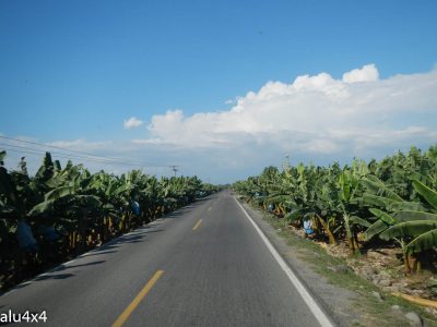 001 Bananenplantage